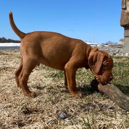 Chief - Golden rust Vizsla puppy in Copenhagen, New York from River Falls Kennel