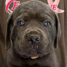Tan Collar Boy - Vera X Lawman - AKC and ICCF - Gray male Cane Corso puppy in Gorman, Texas from McOmber Country Kennels