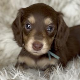 Kenzie's Chocolate and Cream -- Girl (Turquoise collar) - Chocolate and cream female Dachshund puppy in Kalama, Washington from Dazzling Doxies