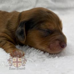 Bloom - Red female Dachshund puppy in Miami, Florida from Haus Ernand Dachshunds