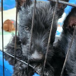 Scottish Terrier Puppies from Nicole's Scottish Terriers