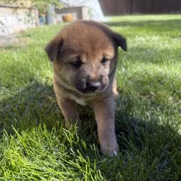 Shiba Inu Puppies from Anko Shibas