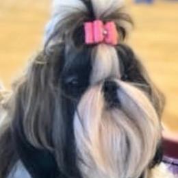 Shih Tzus from Devalon Shih Tzu Palm Beach