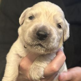 Blue Collar - Light golden male Golden Retriever puppy in Foreman, Arkansas from Indy's Goldens