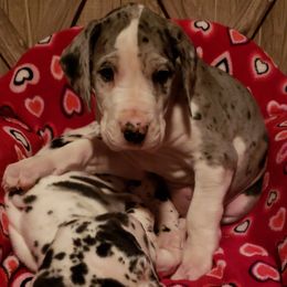 Great Dane Puppies from HCC Great Danes