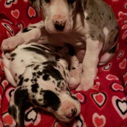 Great Dane Puppies from HCC Great Danes