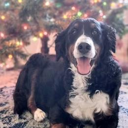 Holly - Bernedoodle
