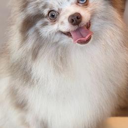 Latte - Pomeranian