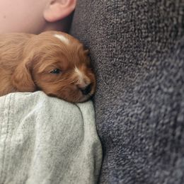 Cavapoo and Poodle Puppies from Salt Creek Doodles