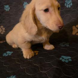 LOUIE - Cream male Dachshund puppy in Madera, California from RRR Corgis
