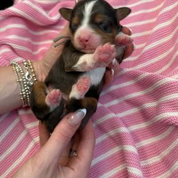 Miss Gray - Merle female Bernedoodle puppy in Curtice, Ohio from The Pink Doghouse