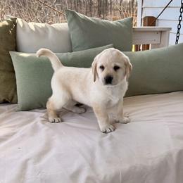 Kona - Yellow male Labrador Retriever puppy in Tekonsha, Michigan from Asher Acres Labs