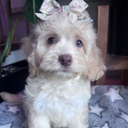 Mimosa with training - Cream female Cockapoo puppy in Boonville, North Carolina from Doods & Dolls