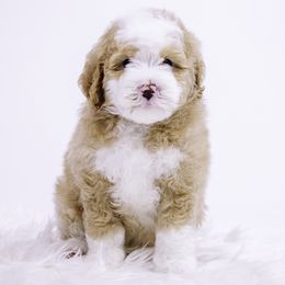 Green Collar Boy - Yellow and white male Bernedoodle puppy in Hebron, Indiana from Duneland Doodles
