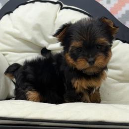 Mia - Black and tan female Yorkshire Terrier puppy in Monticello, Iowa from Ashley’s Puppies