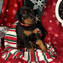 Haisley - Black and rust female Doberman Pinscher puppy in Aredale, Iowa from Royal Dynasty Dobermann Kennel