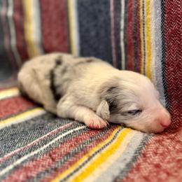 Stetson - Blue merle male Border Collie puppy in Mesa, Arizona from Ranch Girl Border Collies