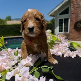 Rose - Red  Goldendoodle puppy in La Verne, California from Marshall Goldendoodles