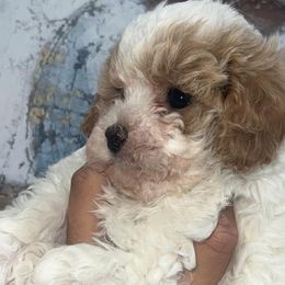 Shihpoos from Designer Shihpoos