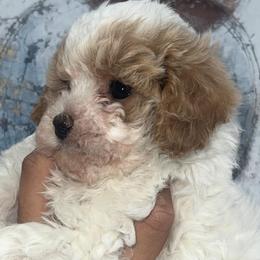 Shihpoos from Designer Shihpoos
