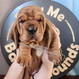 Green collar - Mahogany and white male Basset Hound puppy in Alton, Illinois from Show Me Great Danes and Basset Hounds