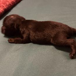 Tiny - Black male Miniature Schnauzer puppy in Huron, Tennessee from Wilma's Paw-Paw Patch