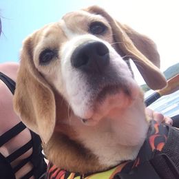 Meg Pie - Beagle