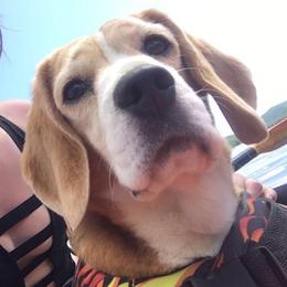 Meg Pie - Beagle