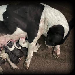 Bull Terrier and Poodle Puppies from The Dynasty