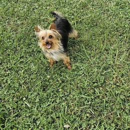Gypsy Rose - Yorkshire Terrier