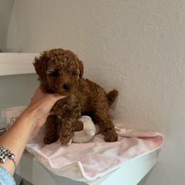 Boy 1 - Red  male Poodle puppy in Hernando Beach, Florida from Minipupps