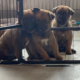Belgian Malinois Puppies from Pyrex Kennels