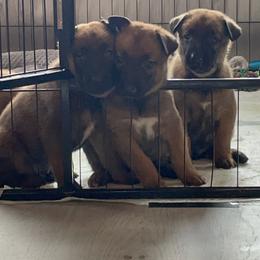 Belgian Malinois Puppies from Pyrex Kennels