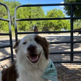 Bandit - Border Collie
