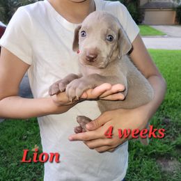 Lion - Gray male Weimaraner puppy in Kingwood, Texas from Desert Rose Weimaraners
