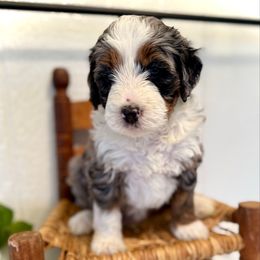 Royal - Blue merle male Bernedoodle puppy in Bremen, Indiana from Farmland Doodles