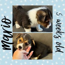 Mario - Black and tan male Pembroke Welsh Corgi puppy in Dickinson, Texas from Careaga Farms