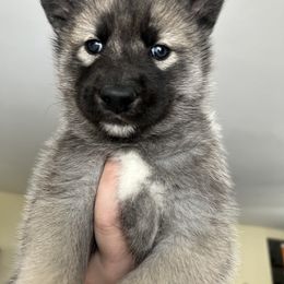 Nightmare - Agouti and white male Siberian Husky puppy in Canton, Ohio from Bleu Skies Siberian Huskies