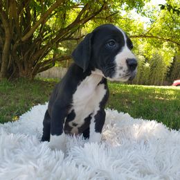 Great Dane Puppies from Gentle Giants of Tennessee Great Danes