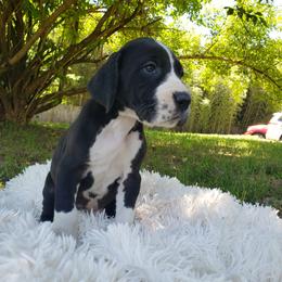 Great Dane Puppies from Gentle Giants of Tennessee Great Danes