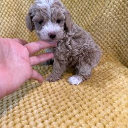 Dusty boy - Red  male Poodle puppy in Naples, Florida from Paradise Paws