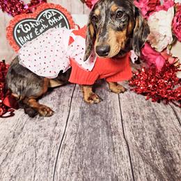Mimosa - Dachshund
