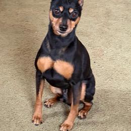 Miniature Pinscher puppies from Redhawk Kennels