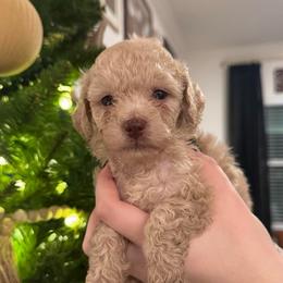 Cumin - Cream female Poodle puppy in Haines City, Florida from Noelle Poodles