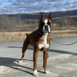 Reuben (UPCOMING) - Boxer