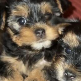 Morkies from The Morkie Mom