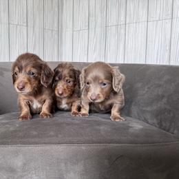 Dachshund puppies from Northern Doxie