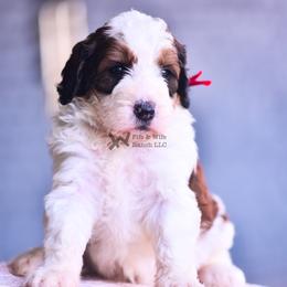Red - Sable female Bernedoodle puppy in Macomb, Oklahoma from Fife and Wife Ranch LLC