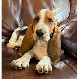 Gray - Black white and brown male Basset Hound puppy in Columbia, South Carolina from Pawmetto Hounds