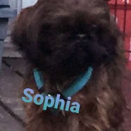 Sophia - Shih Tzu
